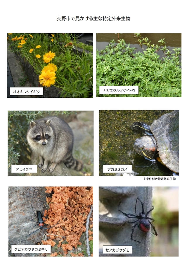 交野市内で見られる特定外来生物